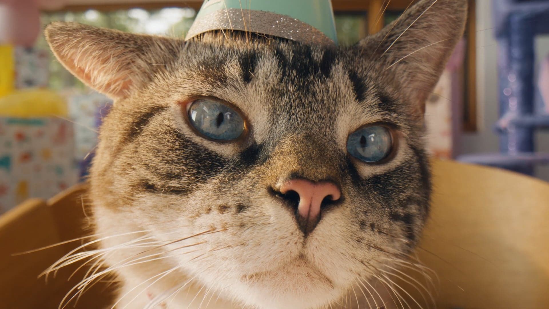Wellness Pet Food